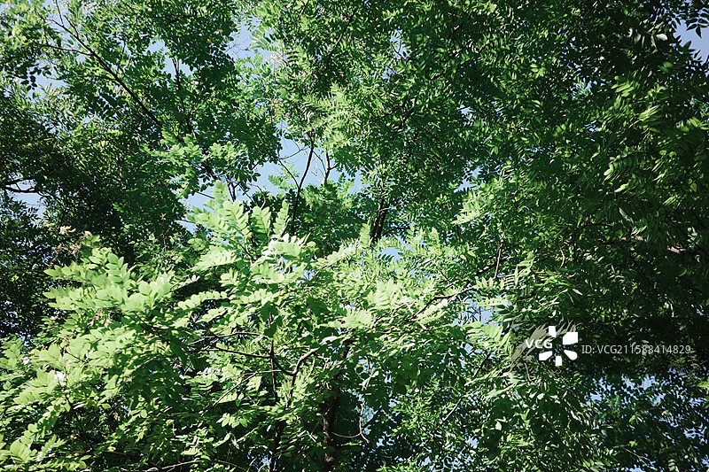 夏日，北京胡同里的绿意盎然图片素材