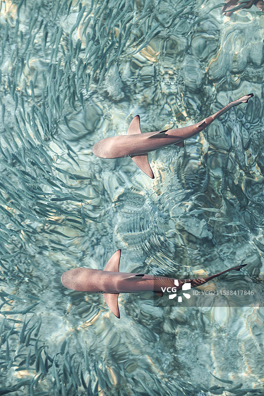 马来西亚浪中岛的小鲨鱼与沙丁鱼图片素材