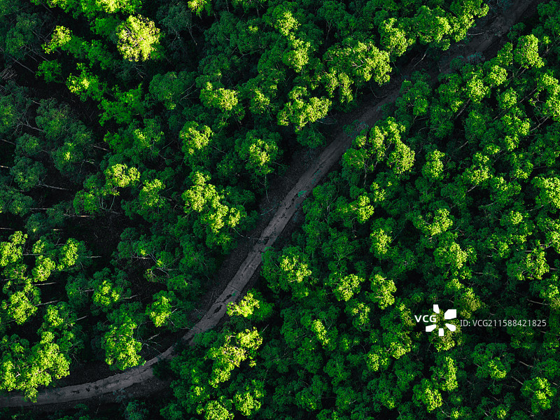 林间林间公路的高角度视野图片素材