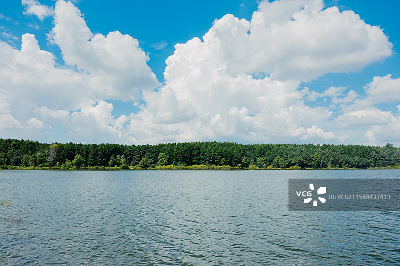 蓝天白云 夏天 长春  净月潭国家森林公园 黑松林图片素材