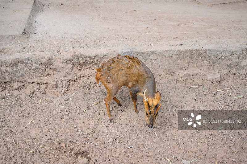 广州市动物园里胆小谨慎的小黄麂鹿图片素材