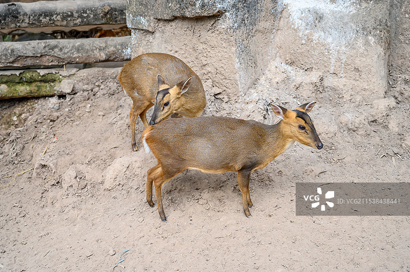广州市动物园里胆小谨慎的小黄麂鹿图片素材