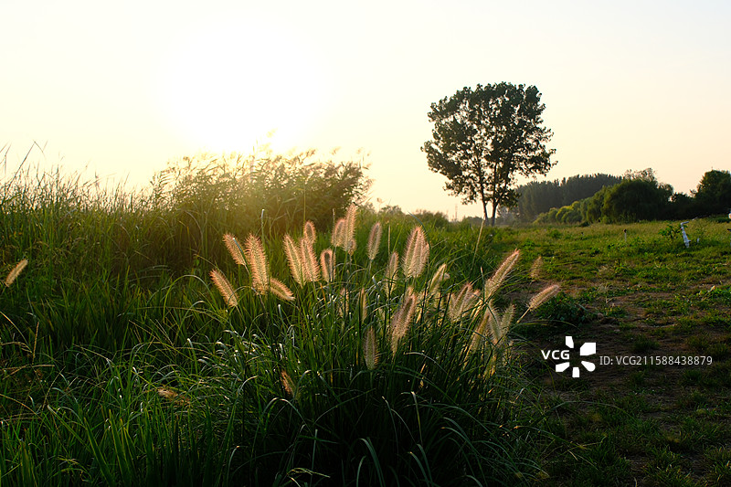 秋天夕阳下河边绿化带里的狼尾草，阳光高清风景背景图图片素材