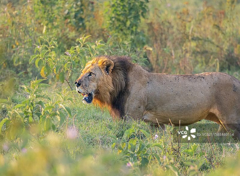 狮子王 Simba图片素材
