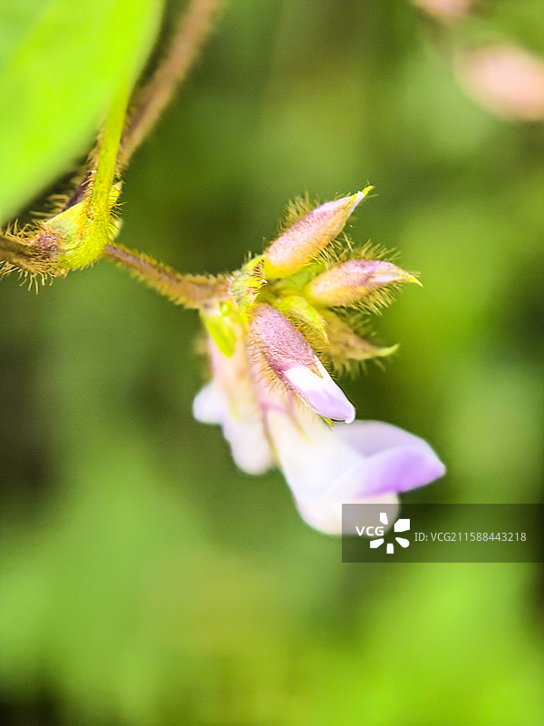中国贵州省六盘水钟山区花山公园里药用植物两型豆开的花，缠绕草本植物，阴阳豆，三籽两型豆，图片素材