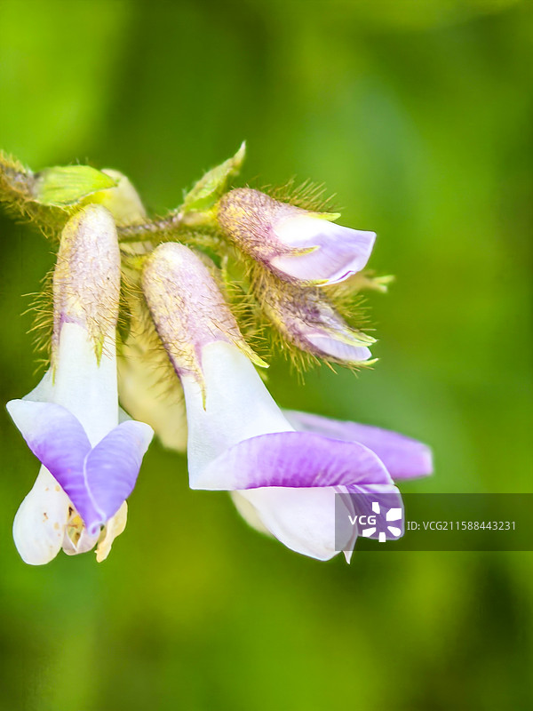 中国贵州省六盘水钟山区花山公园里药用植物两型豆开的花，缠绕草本植物，阴阳豆，三籽两型豆，图片素材
