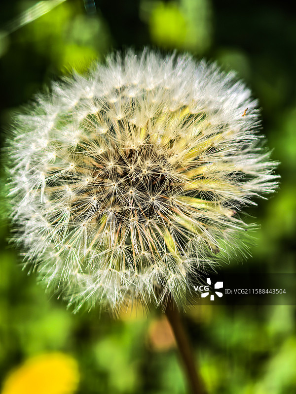 中国贵州六盘水钟山区花山公园里一株盛开的蒲公英花图片素材