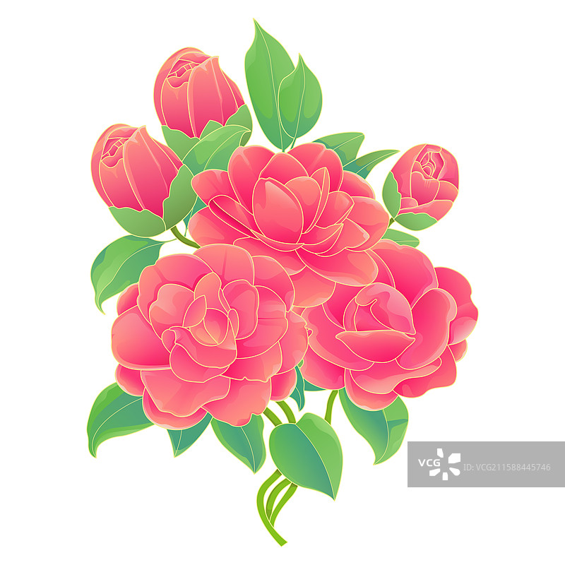 红珍珠茶花矢量插画图片素材