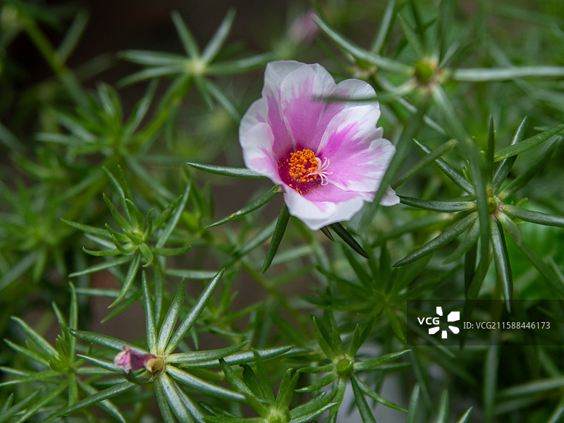 大花马齿苋图片素材