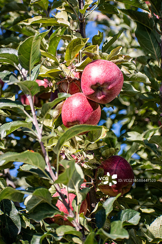 新疆伊犁水果、苹果、红苹果、树枝上的苹果、大苹果、新疆苹果、阿克苏苹果图片素材