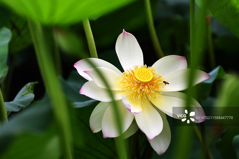 荷花，拍摄于上海市奉贤区，奉贤新城，九棵树艺术公园图片素材