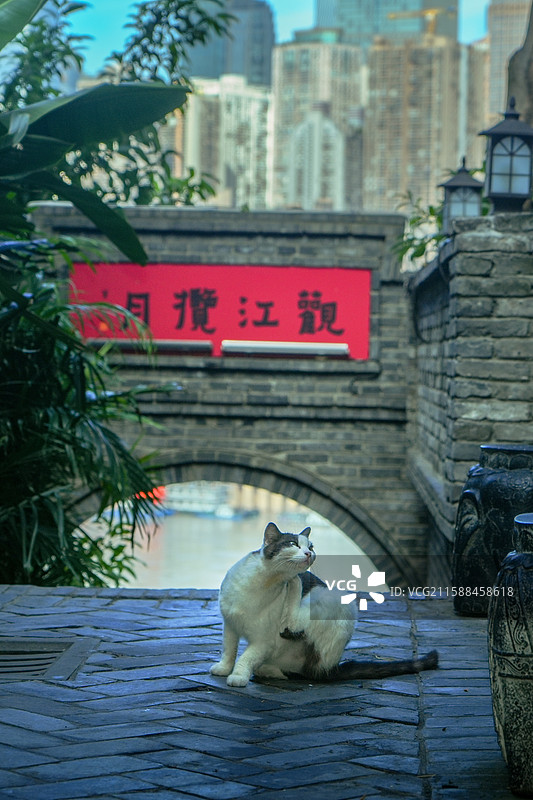 可爱的猫图片素材