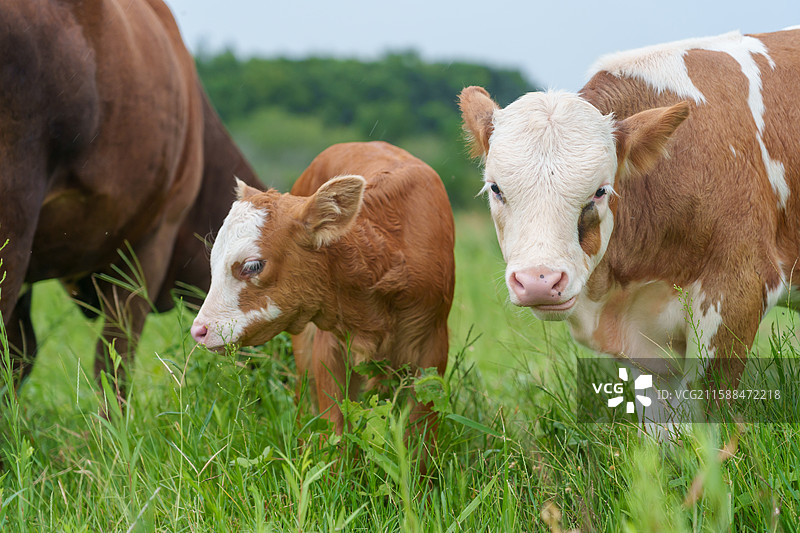 牧场草里吃草和休息的可爱的小花牛 小奶牛 小黄牛图片素材