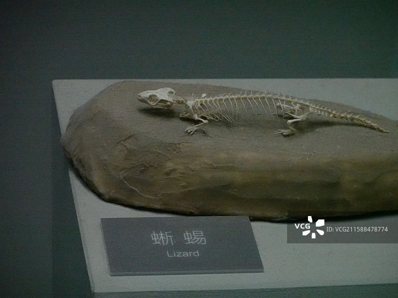 重庆自然博物馆恐龙化石图片素材