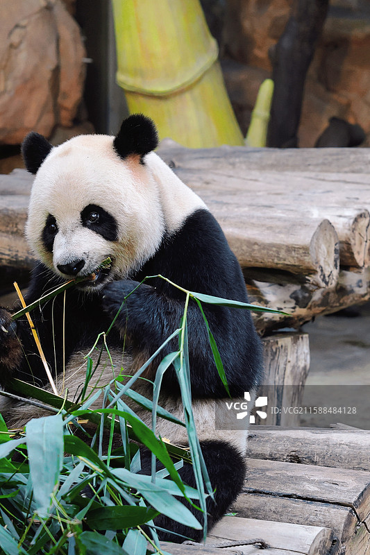 广州长隆大熊猫特写镜头图片素材