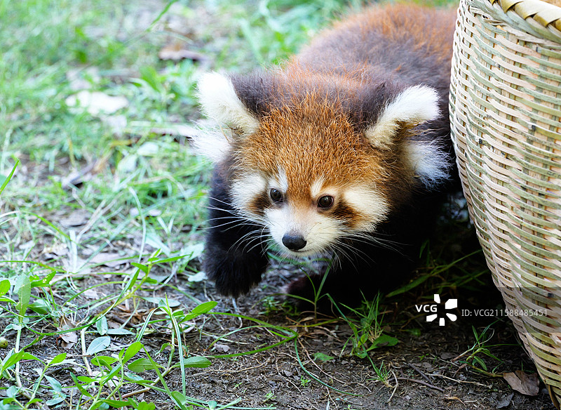 突然出现的小熊猫宝宝图片素材