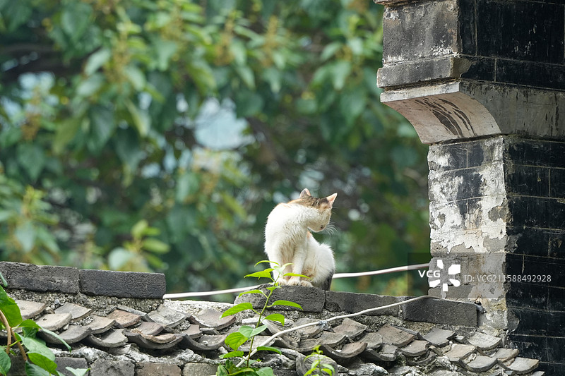 户外墙头上的可爱三花猫图片素材