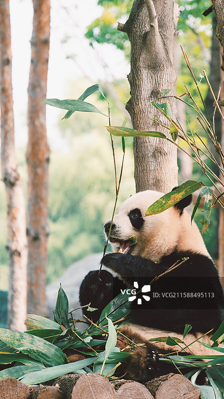 太阳岛的大熊猫图片素材