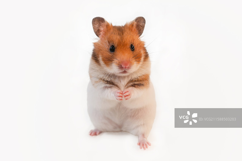 小宠异宠经济短毛虎纹金丝熊仓鼠正面白色背景特写图片素材