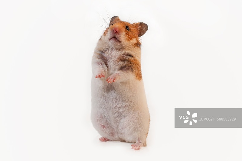 小宠异宠经济短毛虎纹金丝熊仓鼠仰头白色背景特写图片素材