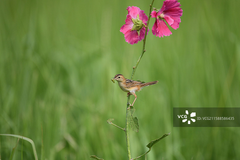 鸿运当头图片素材