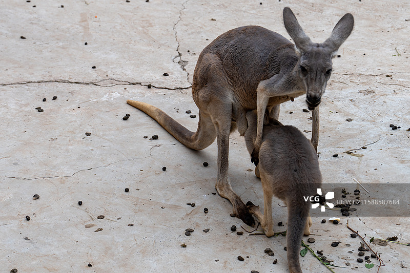 太原动物园图片素材