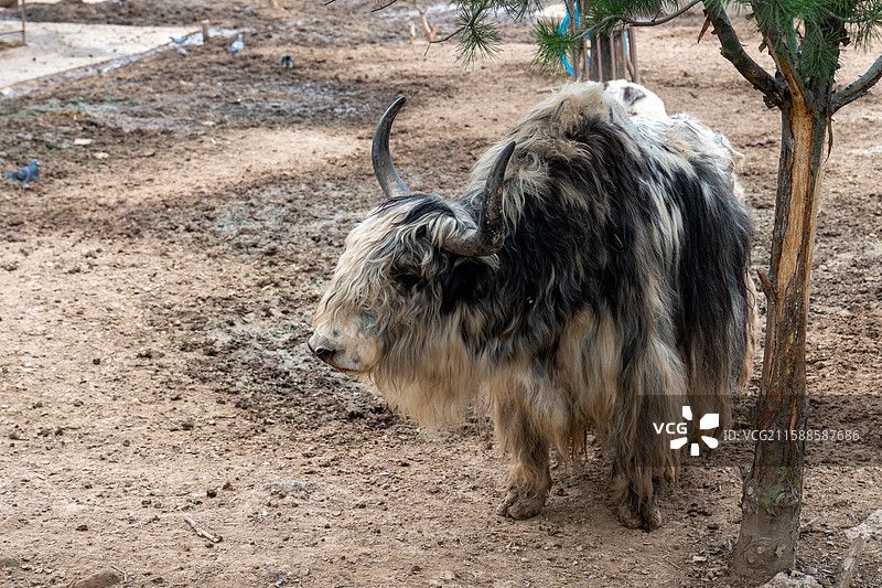 太原动物园图片素材