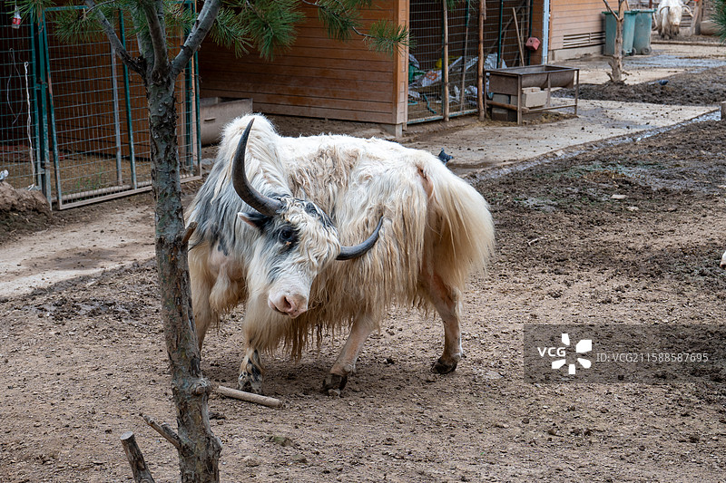 太原动物园图片素材