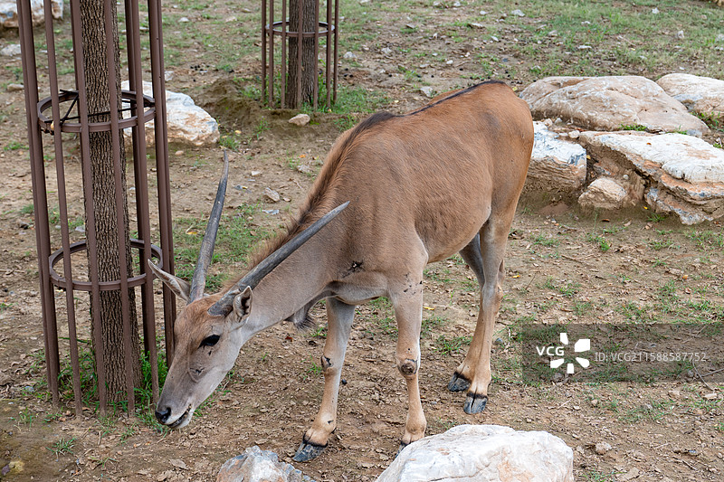 太原动物园图片素材