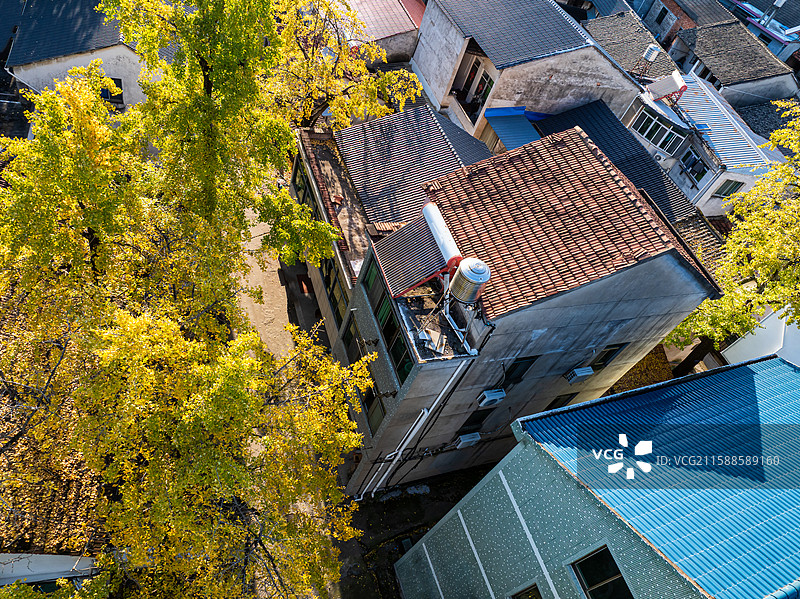 绍兴诸暨银杏村秋色风光航拍图片素材