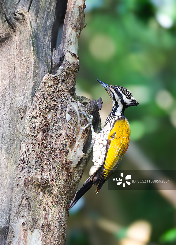金背三趾啄木鸟图片素材