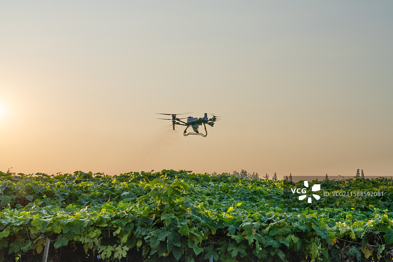 飞行中的农业无人机为农作物喷洒农药图片素材