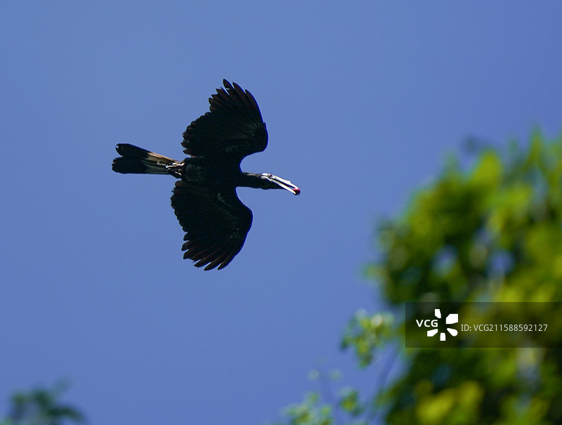 凤头犀鸟图片素材