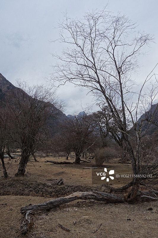 四川省阿坝州小金县四姑娘山双桥沟：盆景滩图片素材