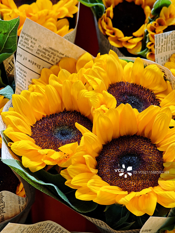 向日葵，向日葵花束图片素材