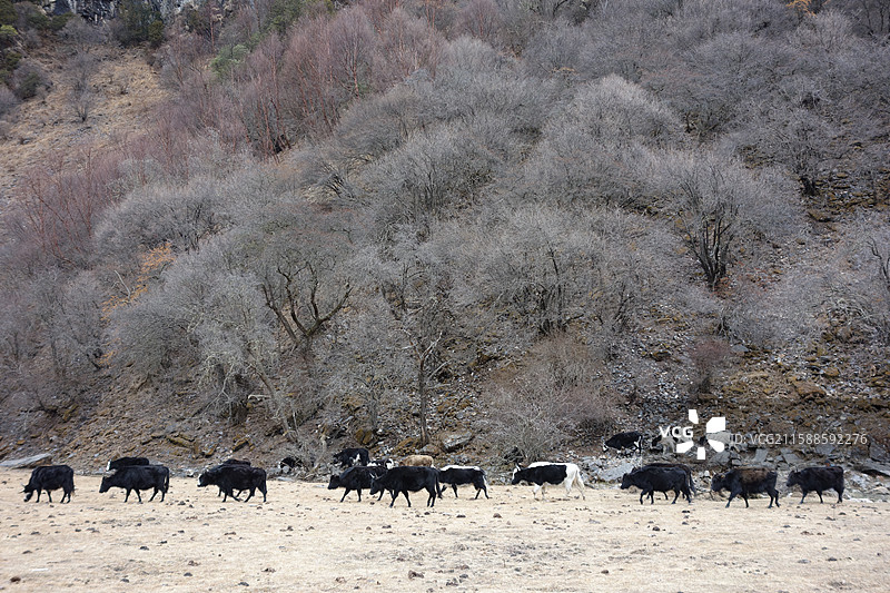 四川省阿坝州小金县四姑娘山双桥沟：盆景滩图片素材