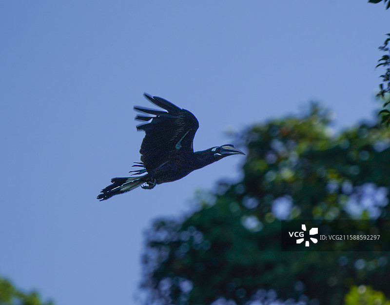 凤头犀鸟图片素材