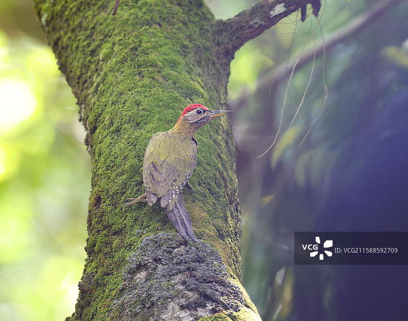 斑胸绿啄木鸟图片素材