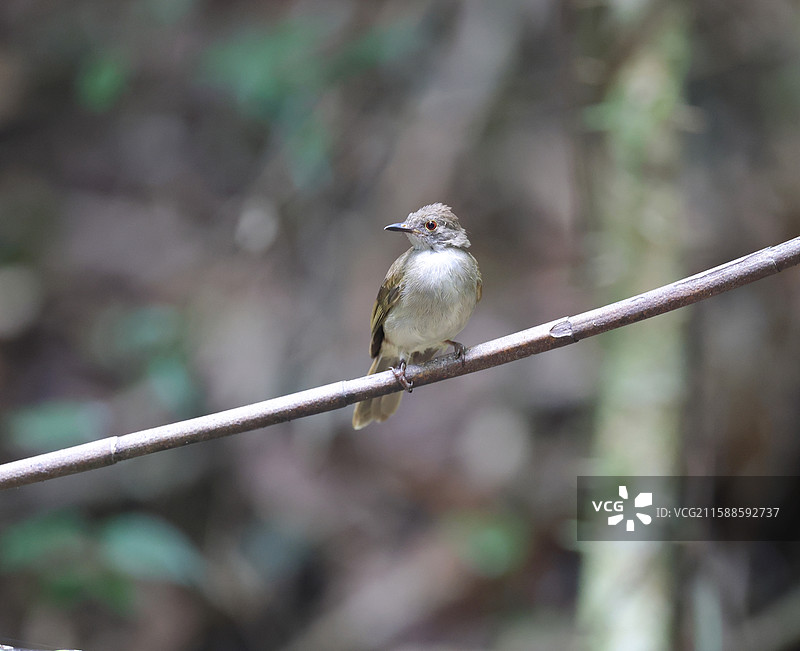 小褐鹎图片素材