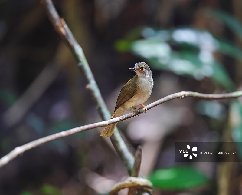 小褐鹎图片素材