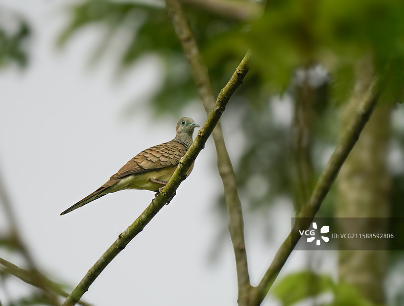 斑姬地鸠图片素材