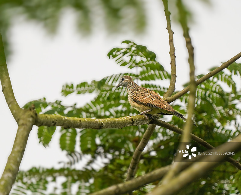 斑姬地鸠图片素材