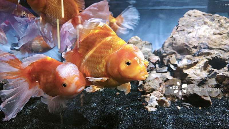 北京十里河天骄雅园水族金鱼金龙鱼神仙热带鱼小丑鱼珊瑚海葵罗汉河豚等图片素材