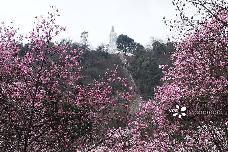 四川省绵阳市北川县药王谷辛夷花图片素材