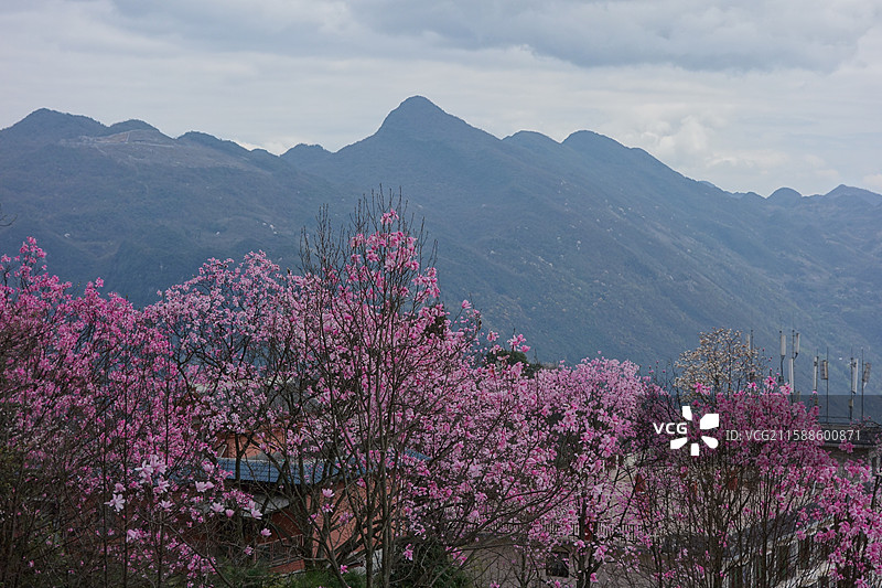 四川省绵阳市北川县药王谷辛夷花图片素材