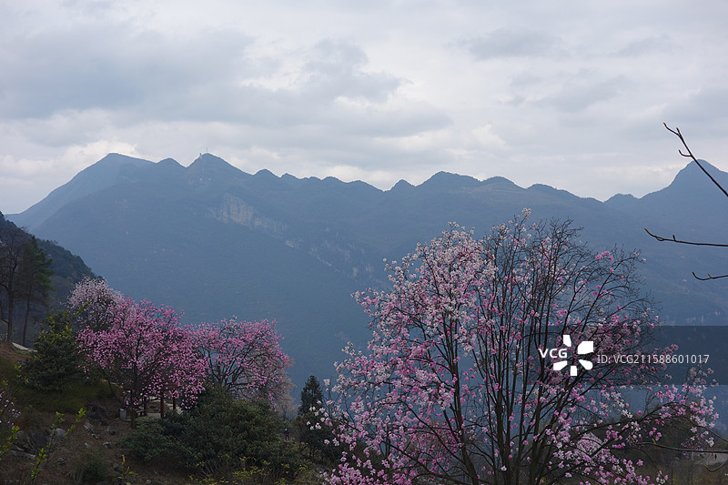 四川省绵阳市北川县药王谷辛夷花图片素材
