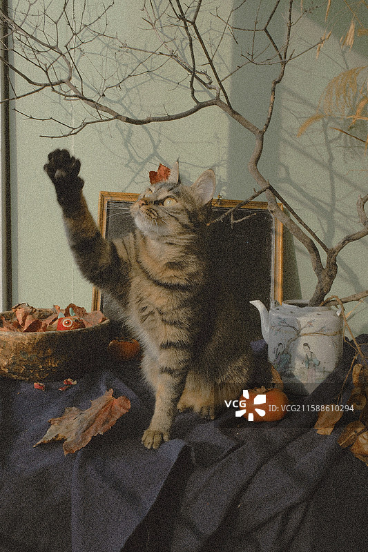 跟树枝玩耍的狸花猫。调皮可爱。胡须。宠物猫小黑板老茶壶蓝色老粗布图片素材
