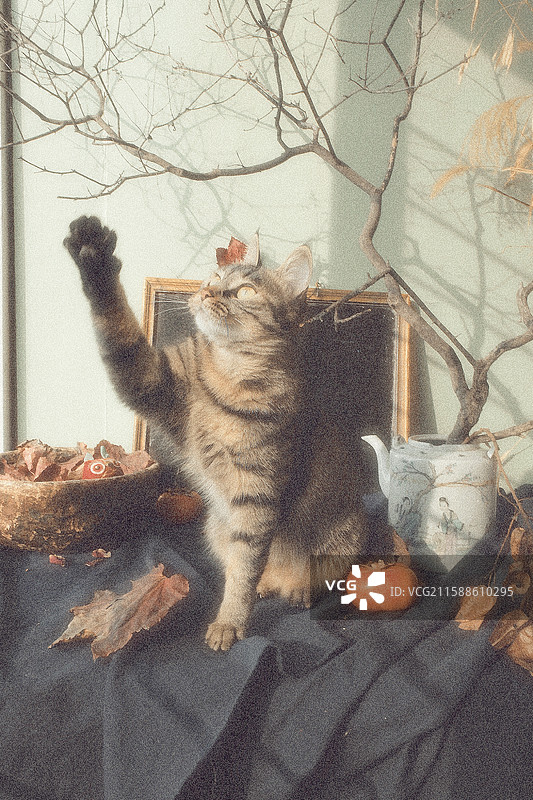 跟树枝玩耍的狸花猫。调皮可爱。胡须。宠物猫小黑板老茶壶蓝色老粗布图片素材