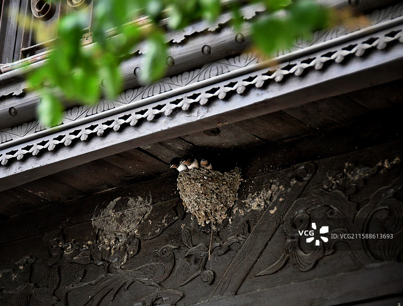 檐下燕子育雏图片素材