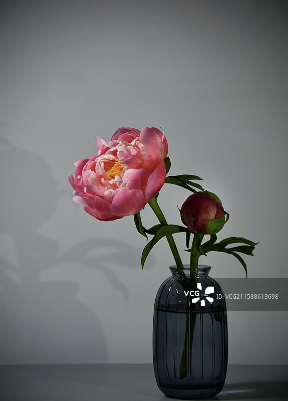 瓶中芍药花特写 落日珊瑚图片素材